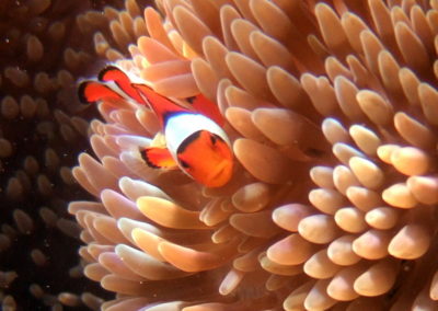 False clown anemonefish