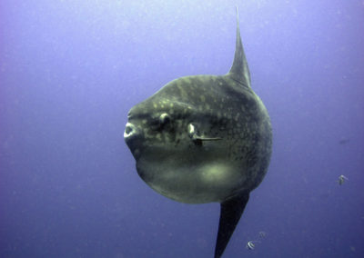 Mola Mola