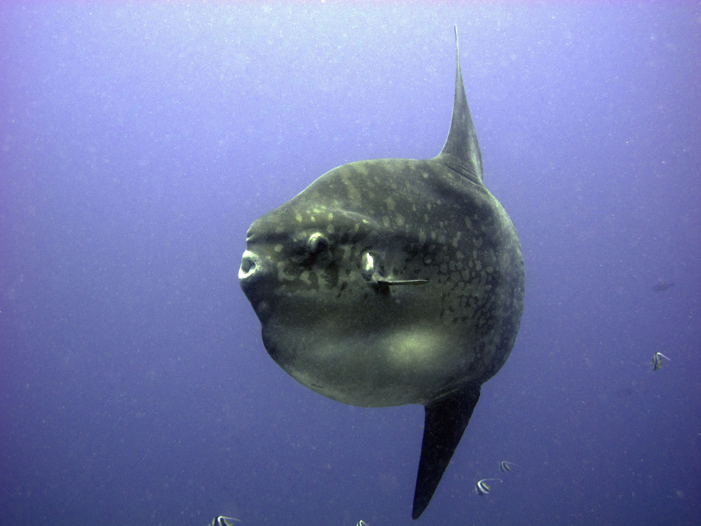 Mola Mola