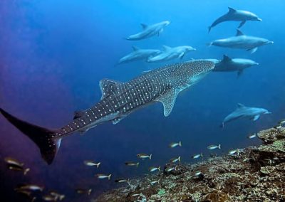 whaleshark and dolphins