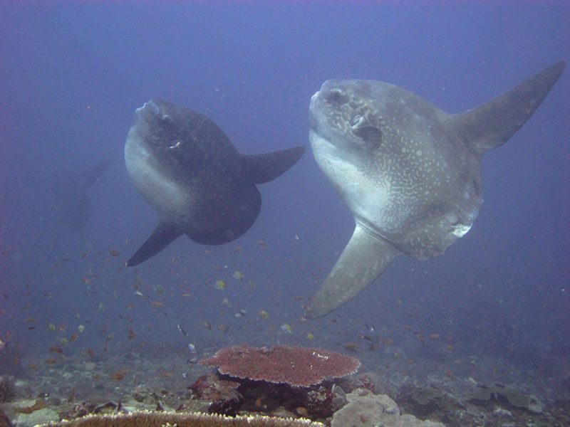 Dive sites of Nusa Lembongan, Nusa Ceningan and Nusa Penida.