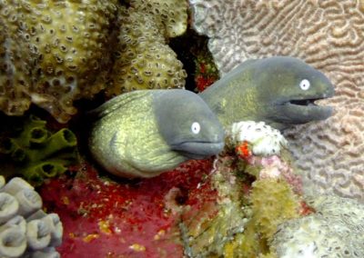 White-eyed morays