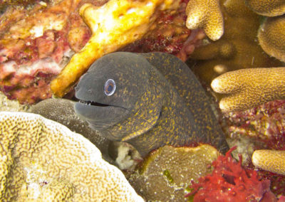 Yellow margin moray