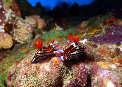 Nudibranch