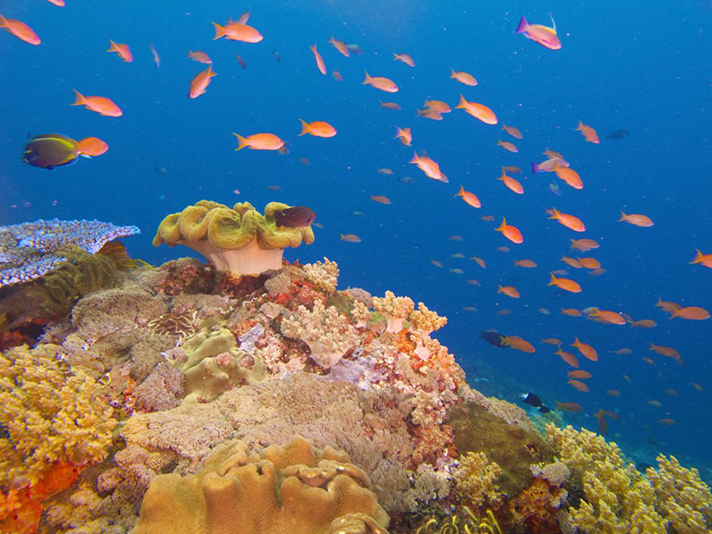 Dive Sites - Tamarind Divers - Nusa Lembongan, Bali, Indonesia.
