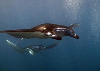 manta rays at Nusa Penida