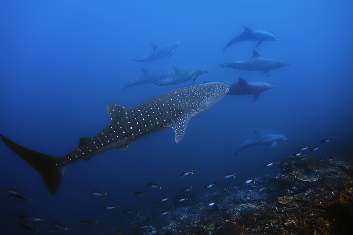 Whaleshark and Dolphins - Tamarind Divers - Nusa Lembongan, Bali.