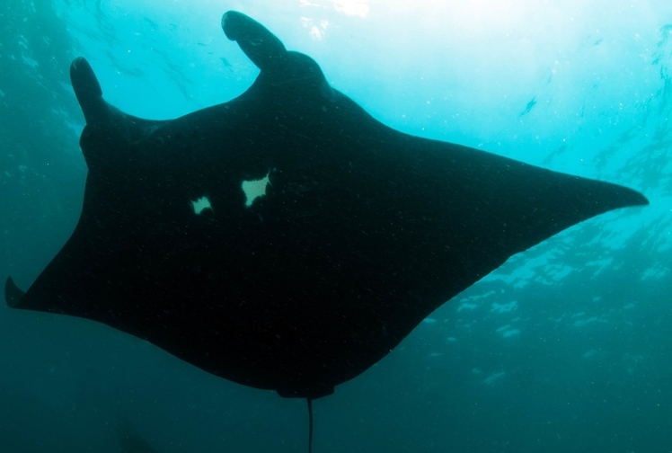Our Adopted Manta Ray
