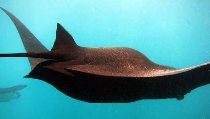 pregnant manta ray