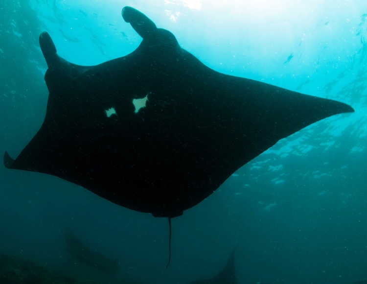 melanistic manta ray